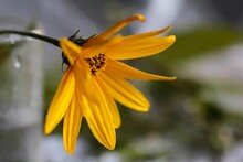 Closeup Shot Of A Blooming Yellow Jerusalem Artichoke Flower