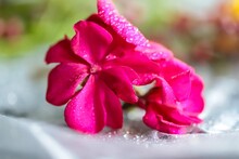 Closeup Shot Of Pink Flowers Covered In Rain Droplets
