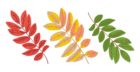 Poster - Rowan leaves changing color vector illustrations set. Collection of cartoon drawings of green, orange and red leaves of tree isolated on white background. Nature, autumn concept