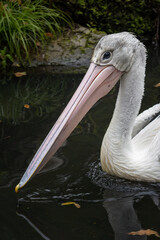 Wall Mural - Pelican floating on the surface of the lake.