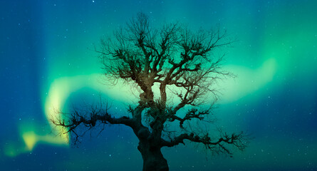 Aufkleber - Beautiful landscape with lone tree, 
Aurora Borealis in the background 