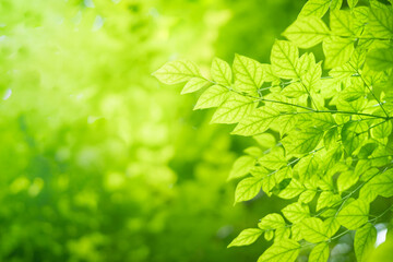 Wall Mural - Beautiful green leaf in sunlight