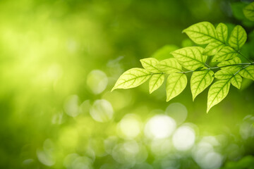 Wall Mural - Beautiful green leaf in sunlight