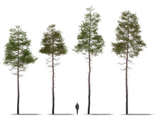 Pine Tree Collection 3 Plants High Quality Cutout Trees, For Arch Viz