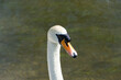 Swan Portrait Closeup