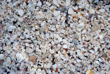 Various Sea Shell Backgrounds At The Beach Of The Sea.