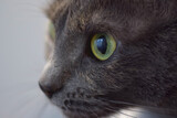 Fototapeta Niebo - Gray cat with green eyes staring 