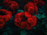 Fototapeta Tulipany - Beautiful red roses bushes. Mysterious dark floral wallpaper.Romantic luxury background