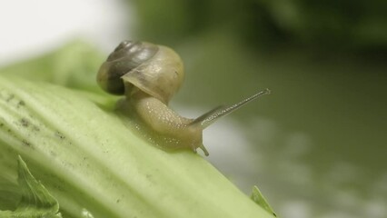 Canvas Print - Close-up macro shot of snail crawling on green leaf. Green background