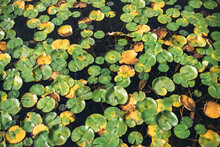 Lily Pads Floating In Pond