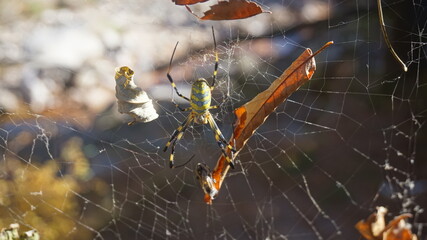 argiope bruennichi spider - araneidae. big yellow spider on the web close-up