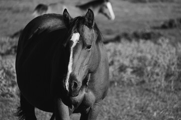 Canvas Print - Young horse on Texas ranch in rustic black and white style, copy space on background.