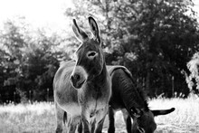 Mini Donkeys On Farm Closeup For Animal Portrait In Black And White.