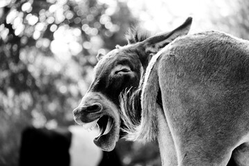 Sticker - Miniature donkeys closeup shows donkey braying with funny face on farm in black and white.