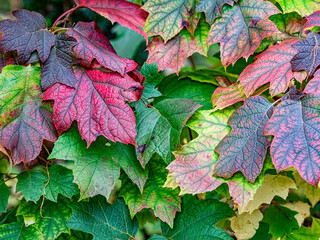 Canvas Print - Herbstliches Laub