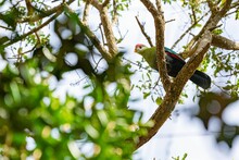 Cute Red-crested Turaco Perched On The Green Tree Branch