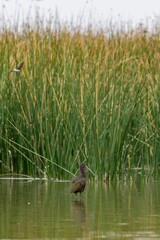 Sticker - Vertical shot of a glossy ibis in the lake with tall green grass in the background