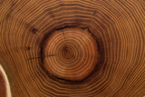 Fototapeta  - The wood slices natural texture