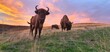 European bison in natural habitat at sunset