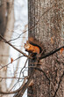 Wiewiórka je orzecha na drzewie