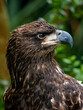 close-up portrait of a juvenile bald eagle