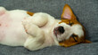 Puppy jack russell terrier sleeping