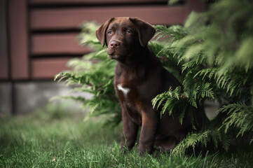 Wall Mural - beautiful labrador puppy sitting outdoors in summer