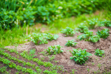 Strawberry crops planted in soil get ripe under sun. Cultivated land close up with sprout. Agriculture plant growing in bed row. Green food crop