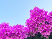 Pink Bougainvillea Flowers Against Blue Sky.