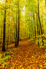 Wall Mural - Kleiner Herbstspaziergang durch die schöne Parklandschaft bei Bad Liebenstein - Thüringen - Deutschland