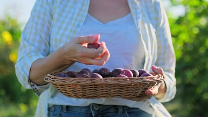 Wall Mural - Harvest of plums in wicker plate in hands of woman close-up outdoor