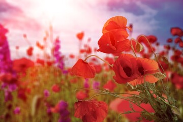 Wall Mural - Beautiful fresh colored poppies on field