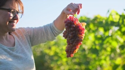 Wall Mural - Smiling woman holding bunch of pink grapes, vineyard background