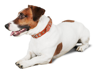 Poster - Jack Russell Terrier Lying  Down on the Ground