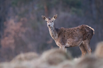 Wall Mural - female red deer, cervus elaphus, watching on meadow in autumn nature. hind looking to the camera on 