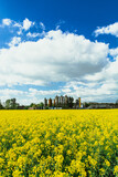 Fototapeta Dmuchawce - field with sky