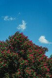 Fototapeta Dmuchawce - red and blue sky