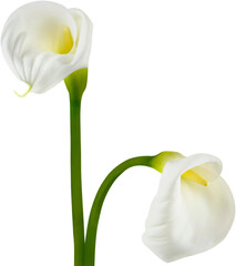 Poster - Calla Lily Flower