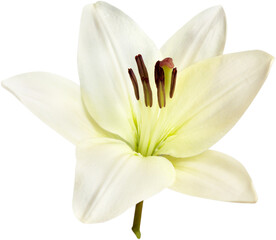 Wall Mural - white lily flower