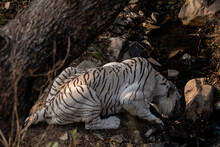 A Beautiful Shot Of A White Bengal Tiger Laying On Grass And Drinking Water From A Lake Water