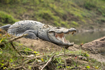muggar crocodile with open mouth