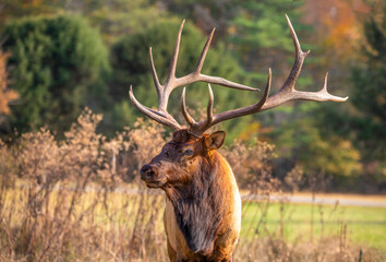 Elk