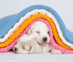 Aufkleber - Two tiny Bichon Frise puppies sleep together under stack of warm plaids in cold autumn or winter weather