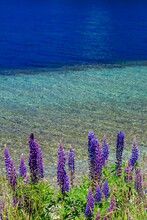 Vertical Of Purple Lupine Flowers Growing On The Shore Of Lake Wakatipu In Queenstown, New Zealand