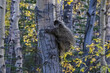 A wild porcupine climbing on a tree in the forest in Yukon, Canada
