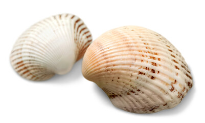 Sticker - Close up of ocean shells isolated on white background