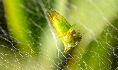 Wall Mural - A small green insect in a spider in nature.