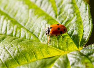 Wall Mural - Ladybug beetle on a green leaf.