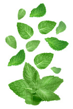 Levitation Of Fresh Mint Leaves On Transparent Background.