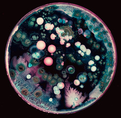 Poster - colonies of microorganisms on the surface of agar in a Petri dish bacteria and fungi from the surface of a cell phone in a Petri dish